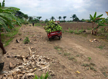 AGRONECA (SU) Lda. Comércio Geral Agropecuária e Prestação de Serviços