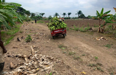 AGRONECA (SU) Lda. Comércio Geral Agropecuária e Prestação de Serviços