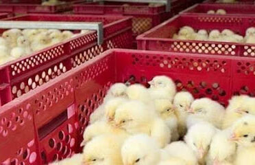 Adexville Agricultural Services