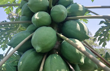 AgriPionniers Centrafrique