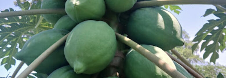 AgriPionniers Centrafrique