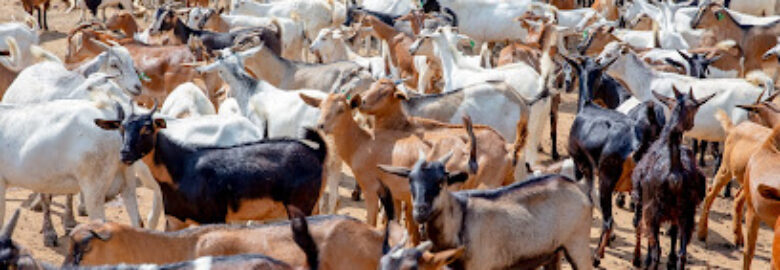 Agro Processessing Trust Corporation Ltd (APTC)