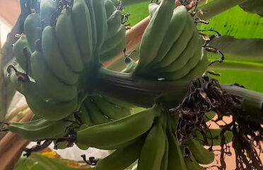 ECOFARM CABO VERDE LDA – CENTRO PRODUÇÃO