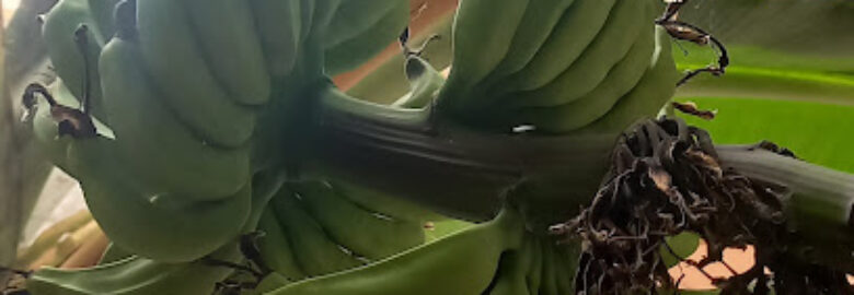 ECOFARM CABO VERDE LDA – CENTRO PRODUÇÃO