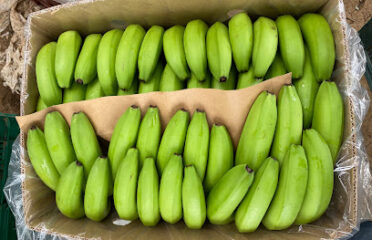 FriEL Ethiopia Farming & Processing PLC