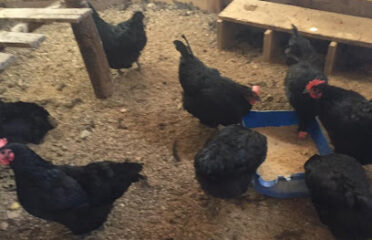 Genuine Poultry Acres