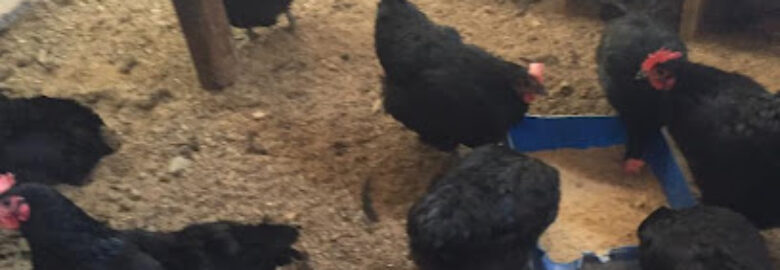 Genuine Poultry Acres