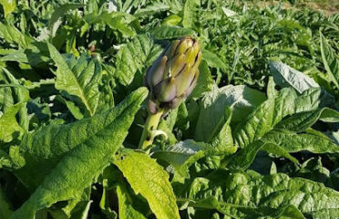 Green Fields Alex. for food industries