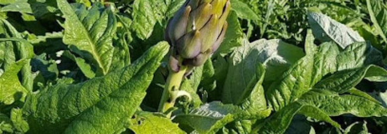 Green Fields Alex. for food industries