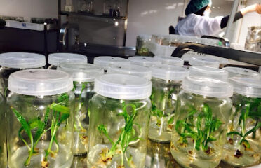 In Vitro Palm Biotechnology