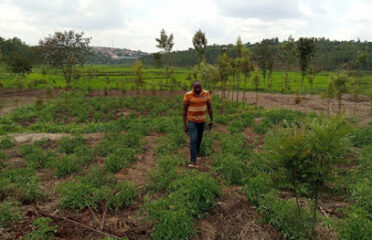 Muhanga Horticulture Centre of Excellence