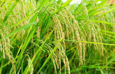 NASMAH Agro-Allied General Enterprises