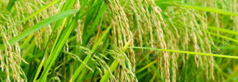 NASMAH Agro-Allied General Enterprises