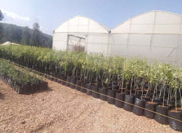 Pépinière Flora عالم الزراعة