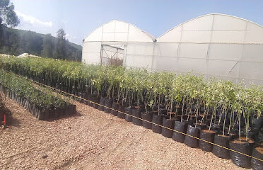 Pépinière Flora عالم الزراعة