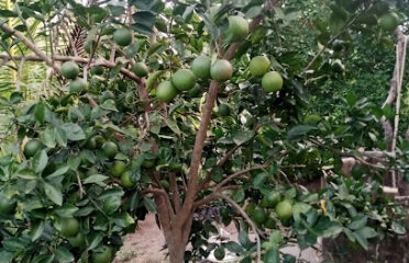 Sam Agro forestry and Agribusiness Entrrprise