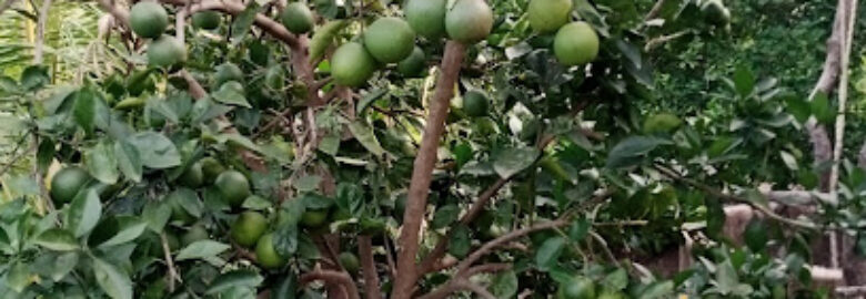 Sam Agro forestry and Agribusiness Entrrprise