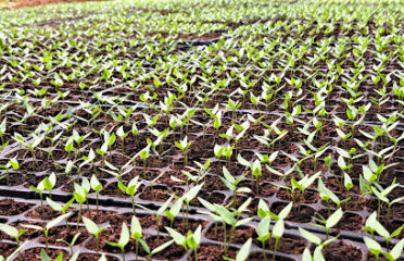 Shivraj & son’s farming my plant