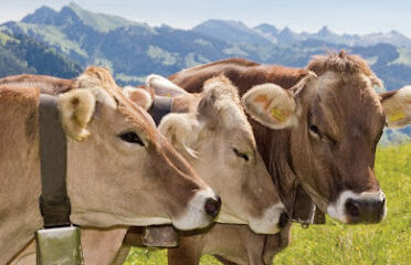 Société Notre Ferme SARL