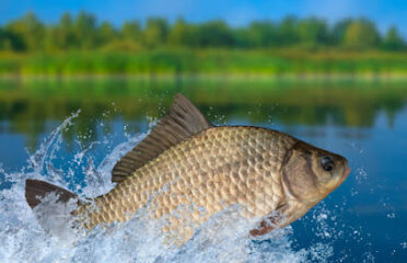 Station Agro-Piscicole GK Groupe