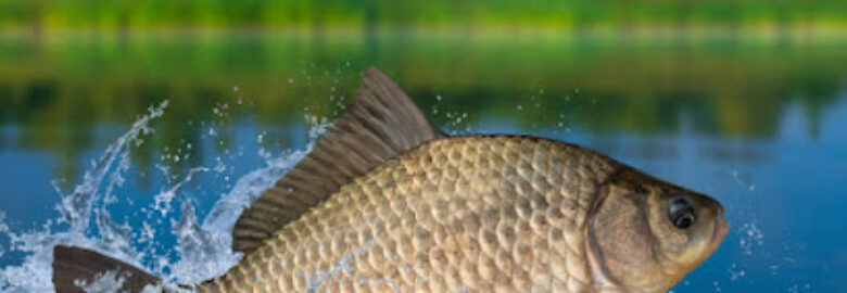 Station Agro-Piscicole GK Groupe