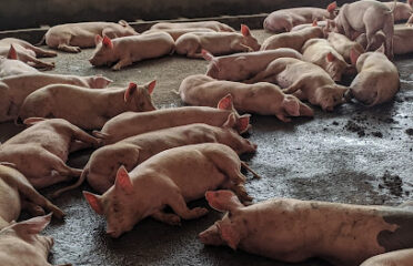 Sud AgroPastoral Coop-CA