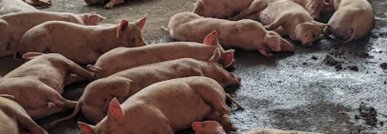 Sud AgroPastoral Coop-CA