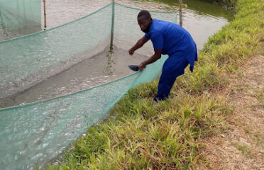 TILAPIACATFISH FARM