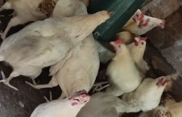 Unik Digital & Agro Integrated Services.