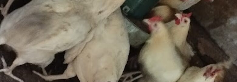 Unik Digital & Agro Integrated Services.