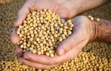 Zaga Agro Industry Ltd