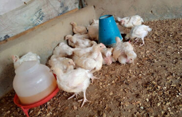 Zara GREMA Global Venture