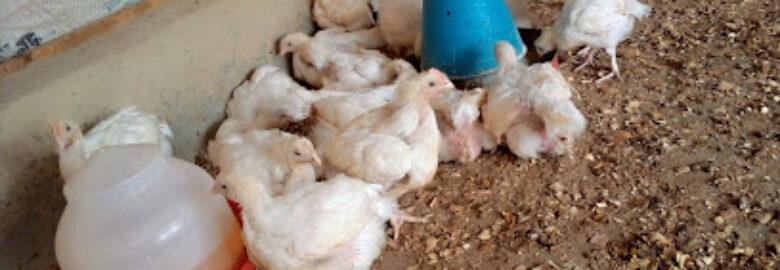 Zara GREMA Global Venture