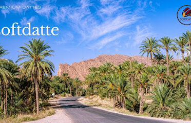 soft datte